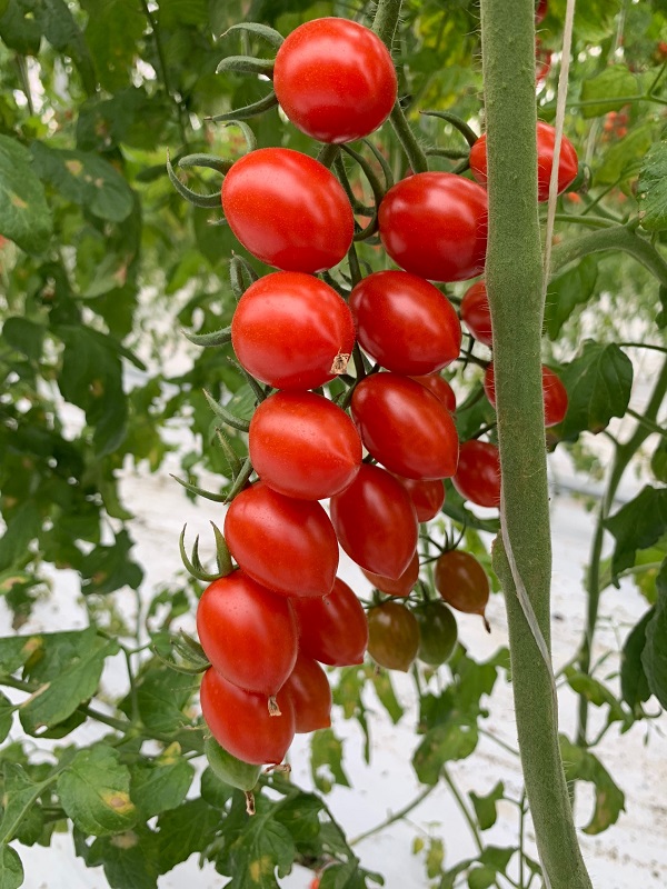 Rajčiak indeterminantný mini plum Joyello F1 100 s